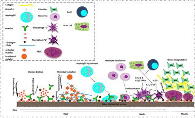 Biological Response to Carbon-Family Nanomaterials: Interactions at the Nano-Bio Interface